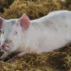 срочно Фермерская свинина живой вес/опт в Лыткарине