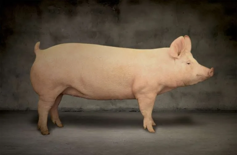 фотография продукта Свиньи живым весом