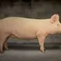 свиньи живым весом в Истре