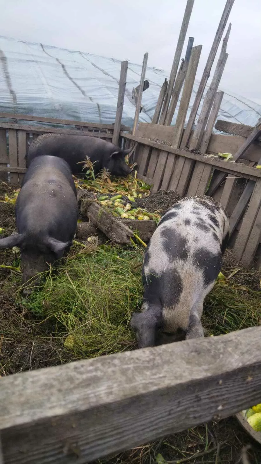 Продам: свиньи домашние живым весом в Москве и Московской области
