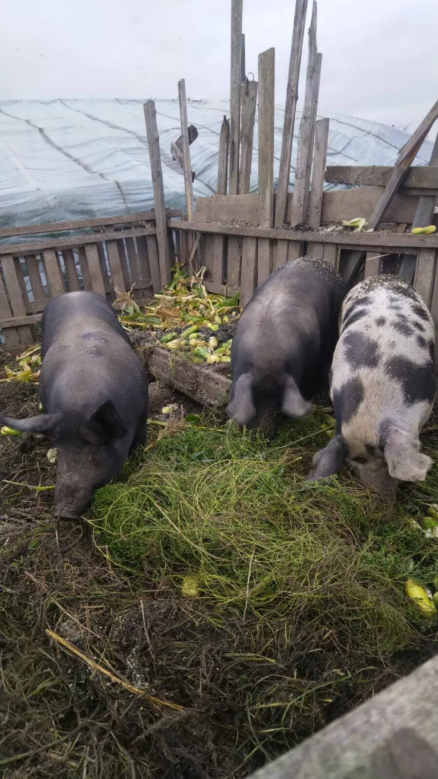свиньи домашние живым весом  в Москве и Московской области 2