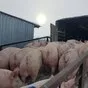 свиньи, поросята, свиноматки с комплекса в Москве и Московской области 8