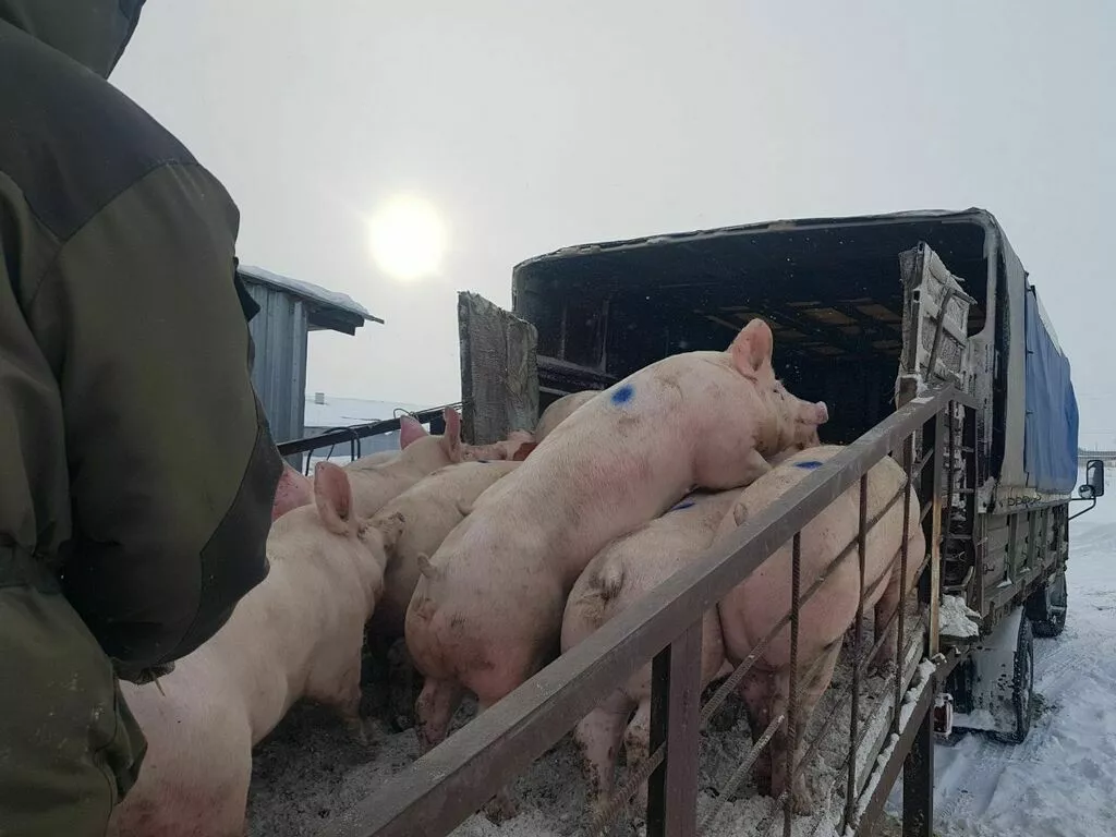свиньи, поросята, свиноматки с комплекса в Москве и Московской области 7