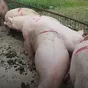 свиньи, поросята, свиноматки с комплекса в Москве и Московской области 2