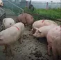 свиньи, поросята, свиноматки с комплекса в Москве и Московской области