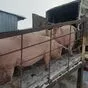 свиньи, поросята, свиноматки с комплекса в Москве и Московской области